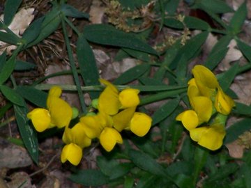 Lathyrus pratensis